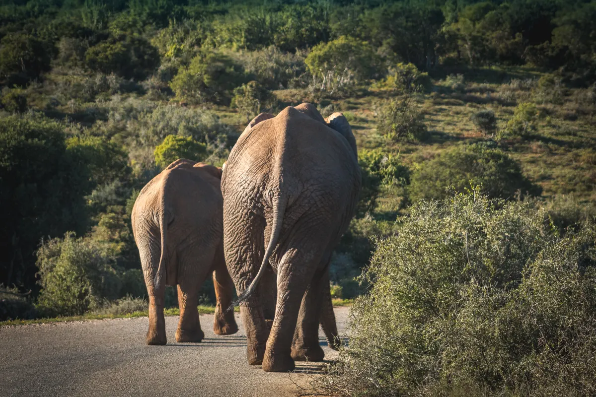 Elefantes en un safari en Sudáfrica, viaje de novios a África